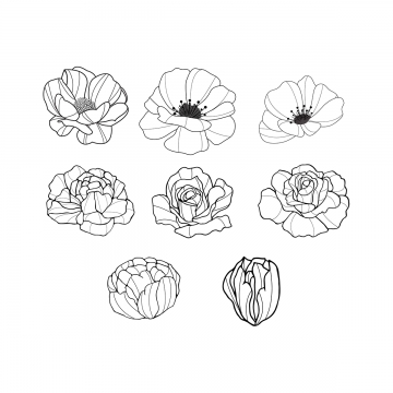 Hand Drawn Flowers Png, Vector, And Clipart With Transparent 360x360 Hand Drawn Flowers Png, Vector, And Clipart With Transparent