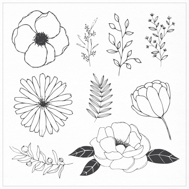 Hand Drawn Flowers And Leaves Vector Free Download 626x626 Hand Drawn Flowers And Leaves Vector Free Download