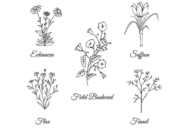 Hand Drawn Flowers Collection 650x455 Hand Drawn Flowers Collection