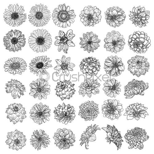 Set Of Isolated Daisy, Dahlias, Zinnia And Gerbera Ink Hand, Stock 500x500 Set Of Isolated Daisy, Dahlias, Zinnia And Gerbera Ink Hand, Stock