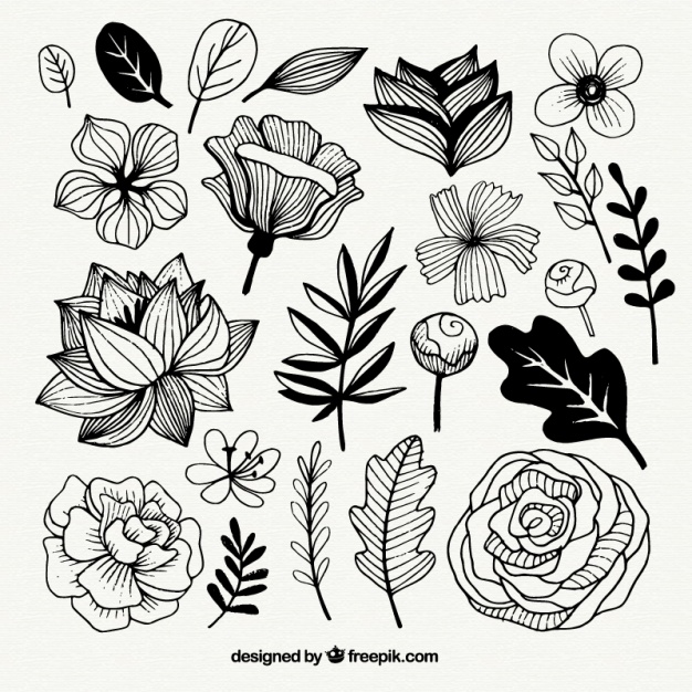 Set Of Hand Drawn Flowers And Leaves Vector Free Download 626x626 Set Of Hand Drawn Flowers And Leaves Vector Free Download
