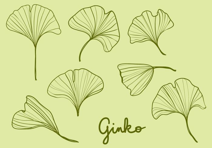 Hand Drawn Ginko Leaves Vector 700x490 Hand Drawn Ginko Leaves Vector