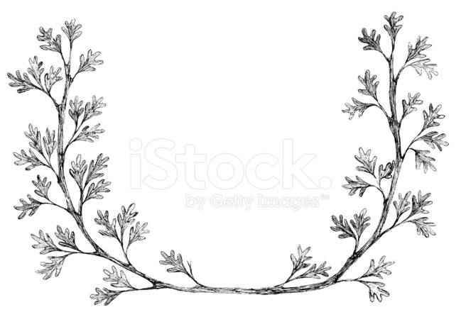 649x440 Hand Drawn Leaves Vector Frame Stock Vector