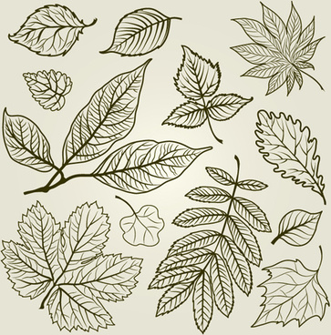 363x368 Hand Drawn Leaf Vector Free Vector Download