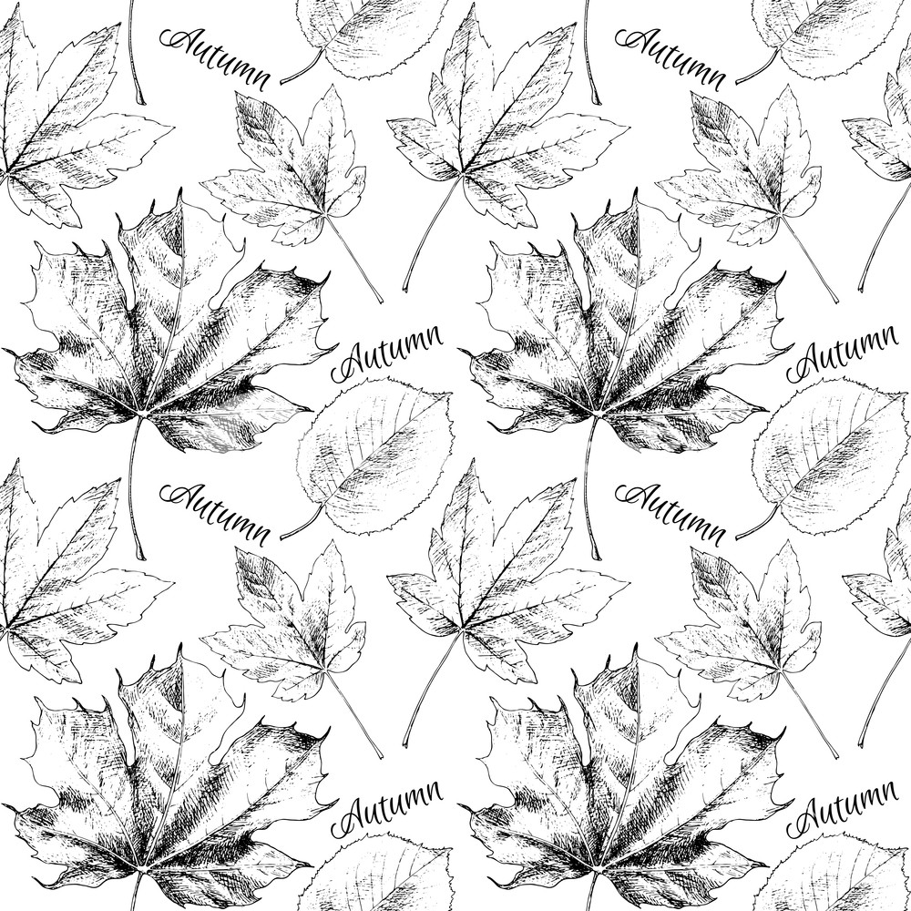 1000x1000 Black And White Hand Drawn Autumn Leaves Vector Illustration