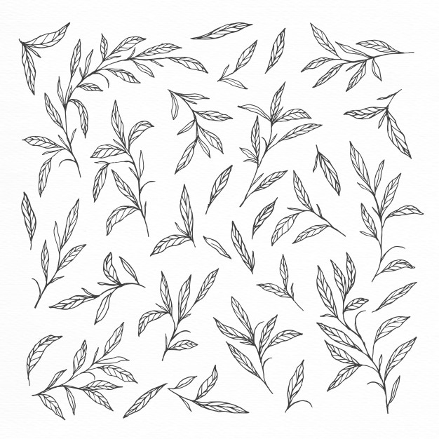 626x626 Hand Drawn Leaves And Branches Collections Vector Free Download