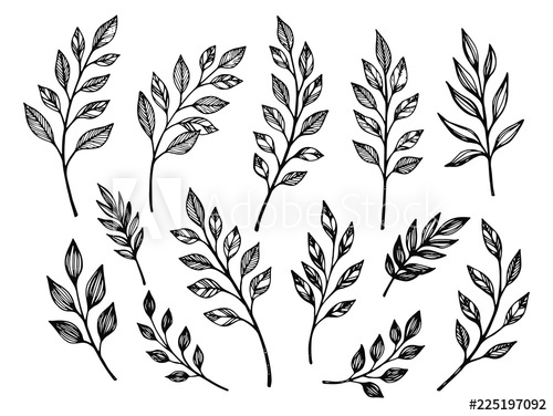 500x376 Hand Drawn Leaves Botanical Vector Illustrations