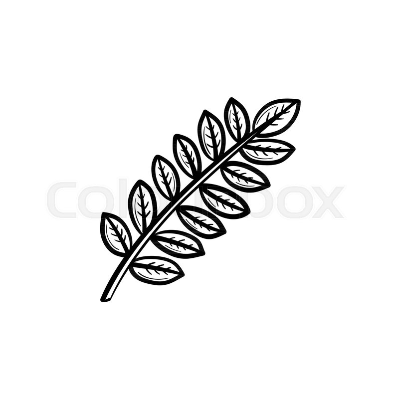800x800 Vector Hand Drawn Leaves On Branch Stock Vector Colourbox