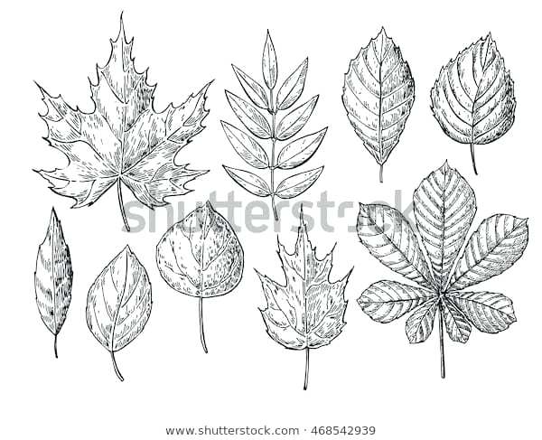 600x487 Drawing Leaves