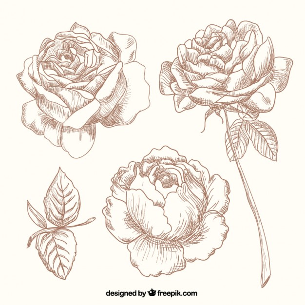 Hand Drawn Roses Vector Free Download 626x626 Hand Drawn Roses Vector Free Download