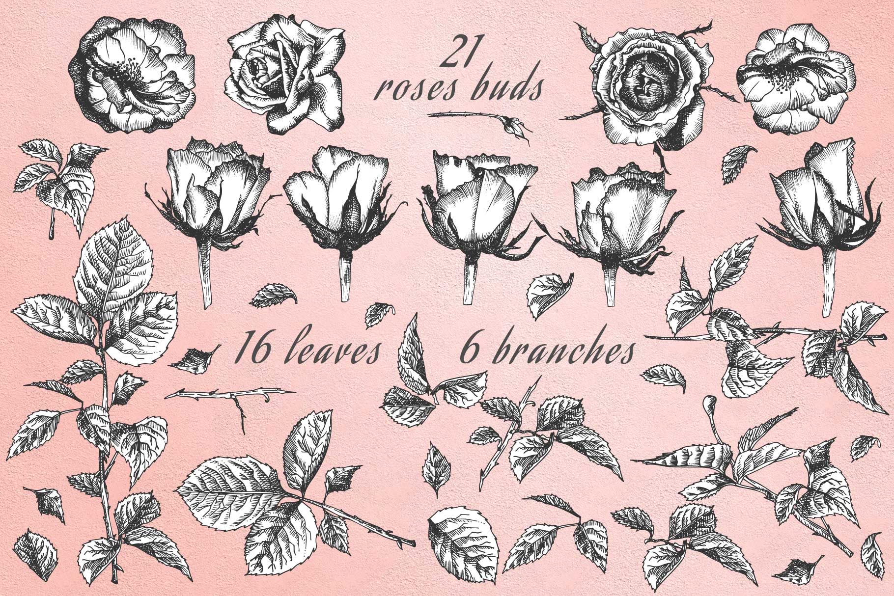 Hand Drawn Sketch Roses, Vector Botanical Illustrations 1820x1214 Hand Drawn Sketch Roses, Vector Botanical Illustrations