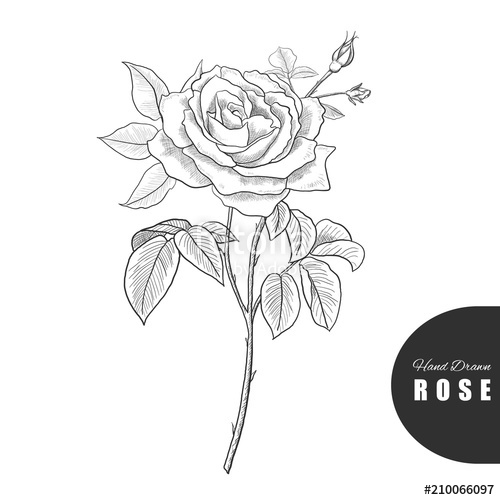 Beautiful Hand Drawn Rose Vector Illustration Great For Greeting 500x500 Beautiful Hand Drawn Rose Vector Illustration Great For Greeting