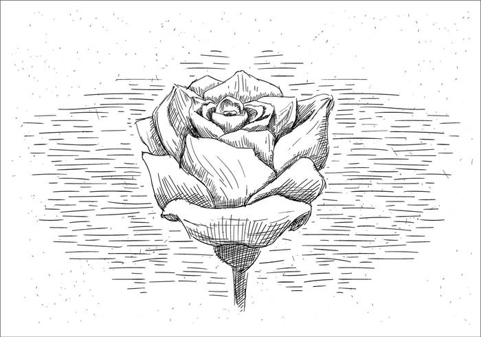 Rose Free Vector Art 700x490 Rose Free Vector Art