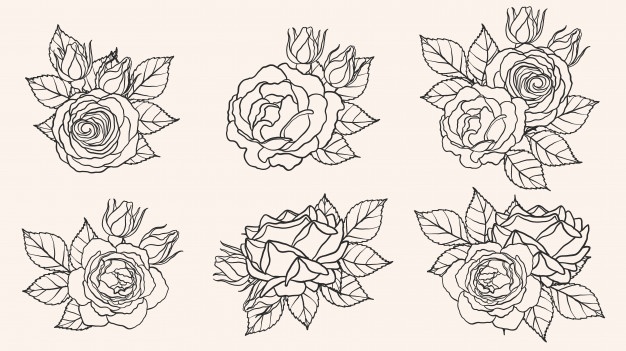 Rose Ornament Vector 626x351 Rose Ornament Vector