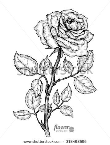 Rose Vector Hand Drawn Artwork Love Bohemia Concept For Wedding 357x470 Rose Vector Hand Drawn Artwork Love Bohemia Concept For Wedding