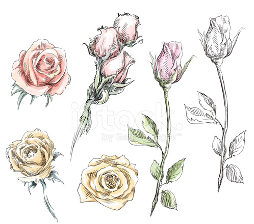 Set Of Hand Drawn Vector Flowers Stock Vector 498x440 Set Of Hand Drawn Vector Flowers Stock Vector