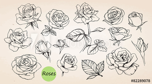 Set Of Hand Drawn Roses Vector 500x275 Set Of Hand Drawn Roses Vector