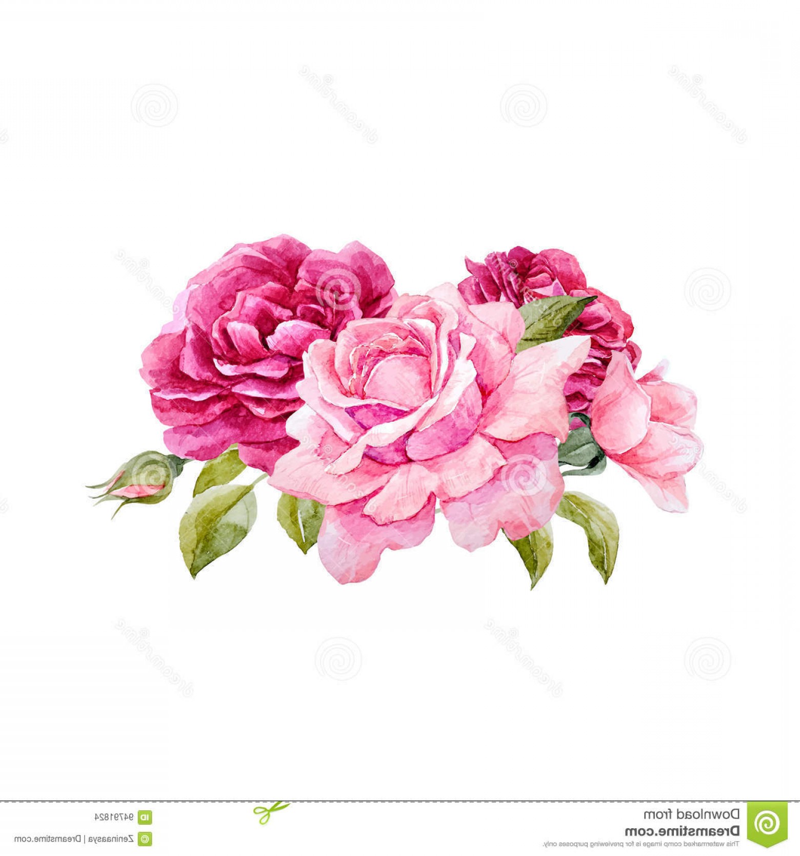 Stock Illustration Watercolor Vector Roses Composition Beautiful 1560x1668 Stock Illustration Watercolor Vector Roses Composition Beautiful