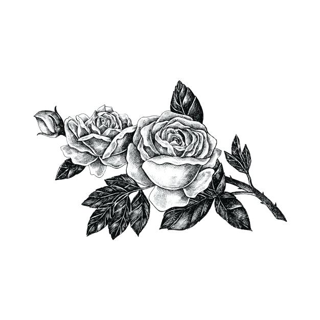 A Drawn Rose 626x626 A Drawn Rose