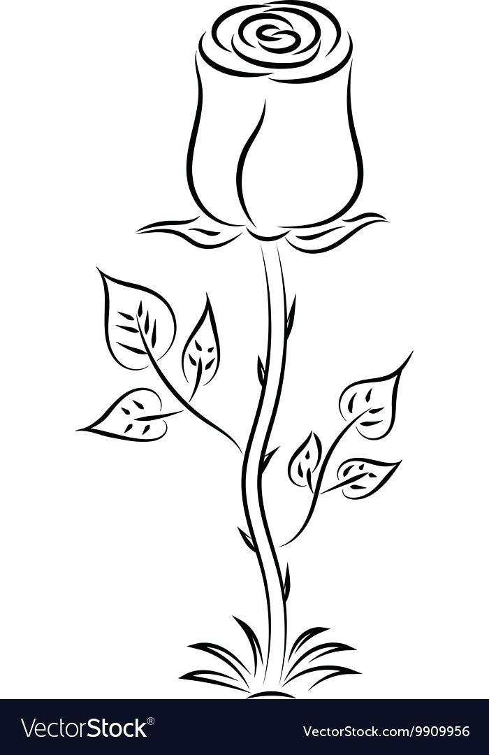 A Picture Of A Drawn Rose 700x1080 A Picture Of A Drawn Rose