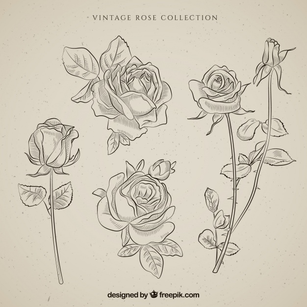 Collection Of Hand Drawn Vintage Roses Vector Free Download 626x626 Collection Of Hand Drawn Vintage Roses Vector Free Download