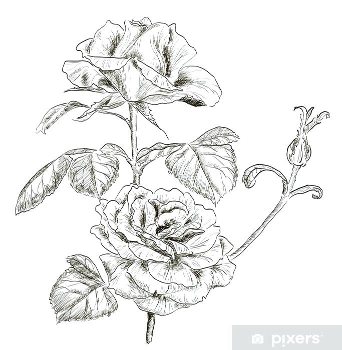 Drawn Rose 683x700 Drawn Rose