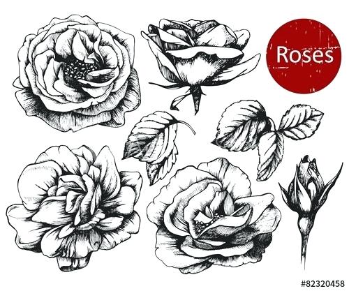 Drawn Roses 500x417 Drawn Roses