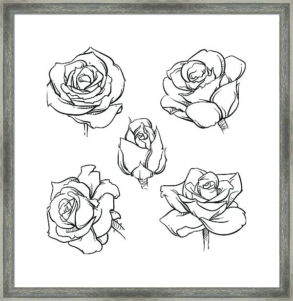 Hand Drawn Rose Pictures 600x616 Hand Drawn Rose Pictures