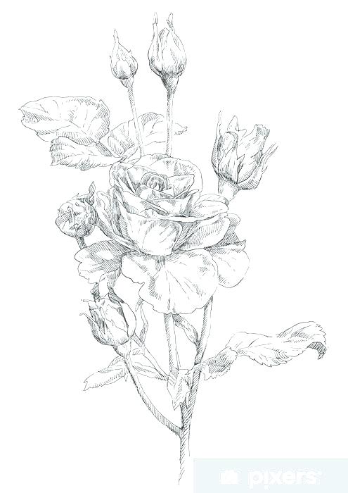 Hand Drawn Rose Pictures 495x700 Hand Drawn Rose Pictures