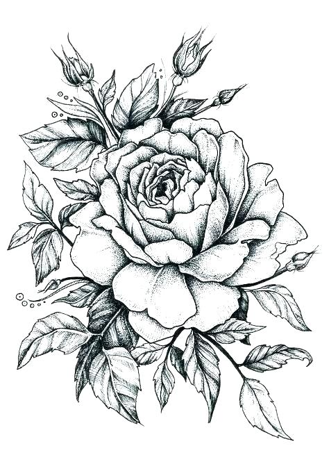 Hand Drawn Rose Pictures Jacteusaquillo 474x668 Hand Drawn Rose Pictures Jacteusaquillo