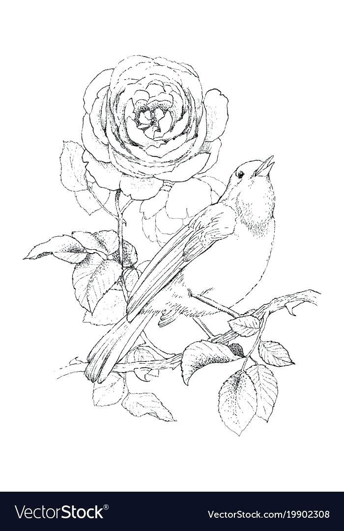 Hand Drawn Rose Pictures 700x1080 Hand Drawn Rose Pictures