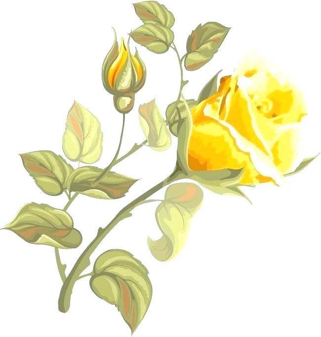 Hand Drawn Roses 650x681 Hand Drawn Roses