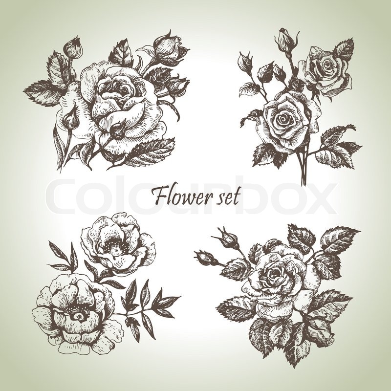Floral Set Hand Drawn Illustrations Of Stock Vector Colourbox 800x800 Floral Set Hand Drawn Illustrations Of Stock Vector Colourbox
