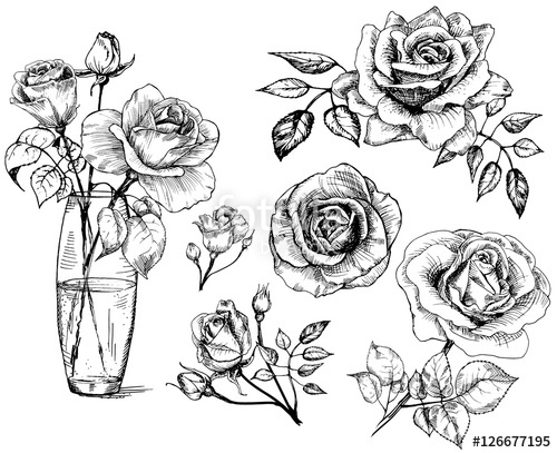 Set Roses, Collection Hand Drawn Rose, Vector Stock Image 500x407 Set Roses, Collection Hand Drawn Rose, Vector Stock Image