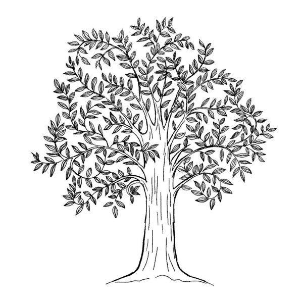 600x600 Hand Drawn Tree With Leaves, Natural Plant Sign, Vector