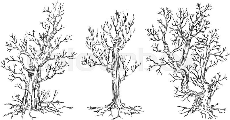 800x420 Set Of Hand Drawn Trees Drawing Stock Vector Colourbox