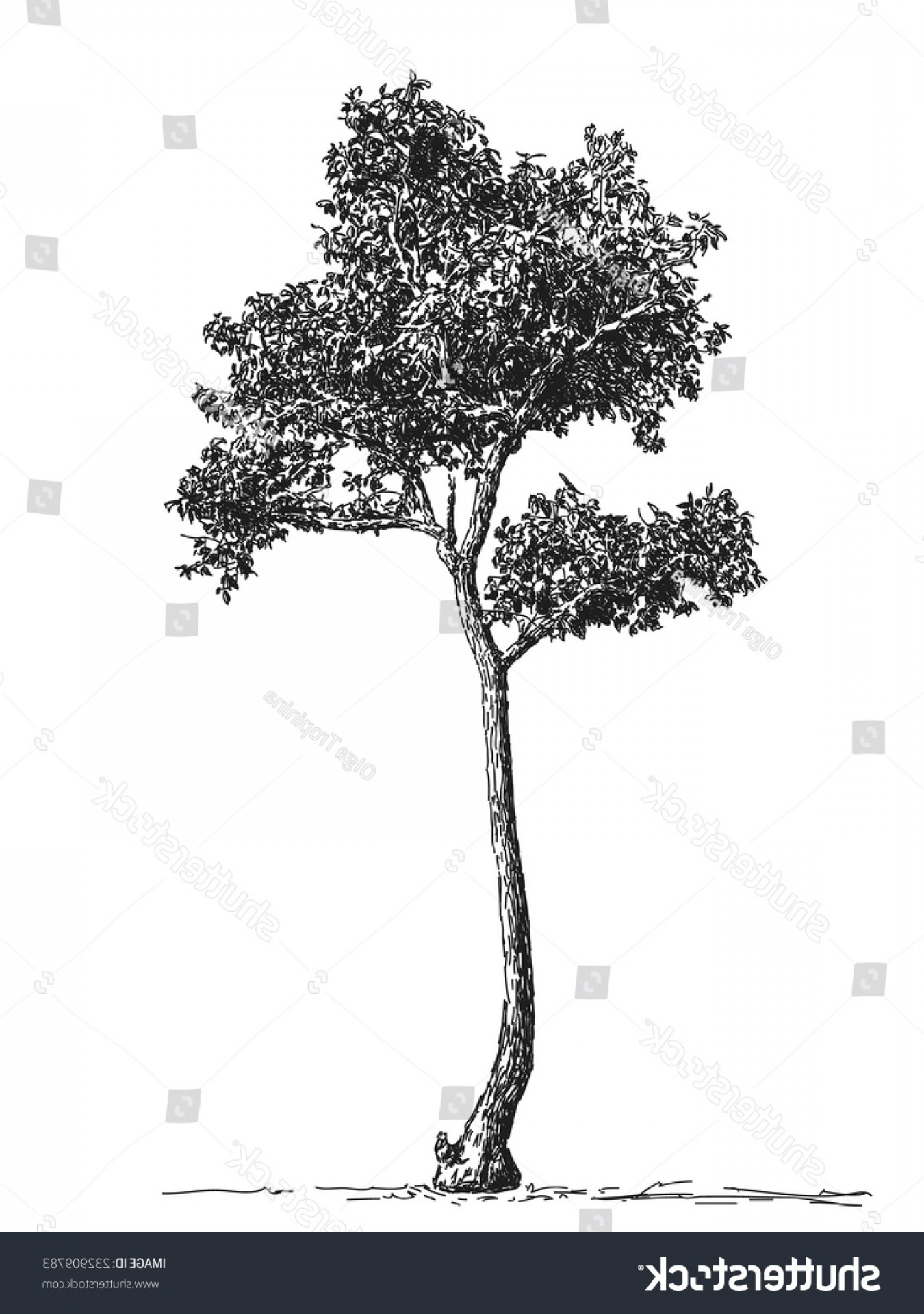 1350x1920 Sketch Tall Tree Hand Drawn Vector Soidergi