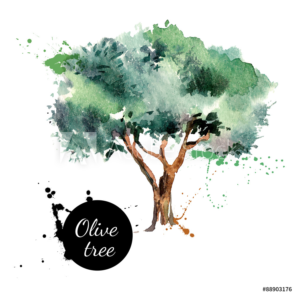 1000x1000 Fotografie, Obraz Olive Tree Vector Illustration Hand Drawn