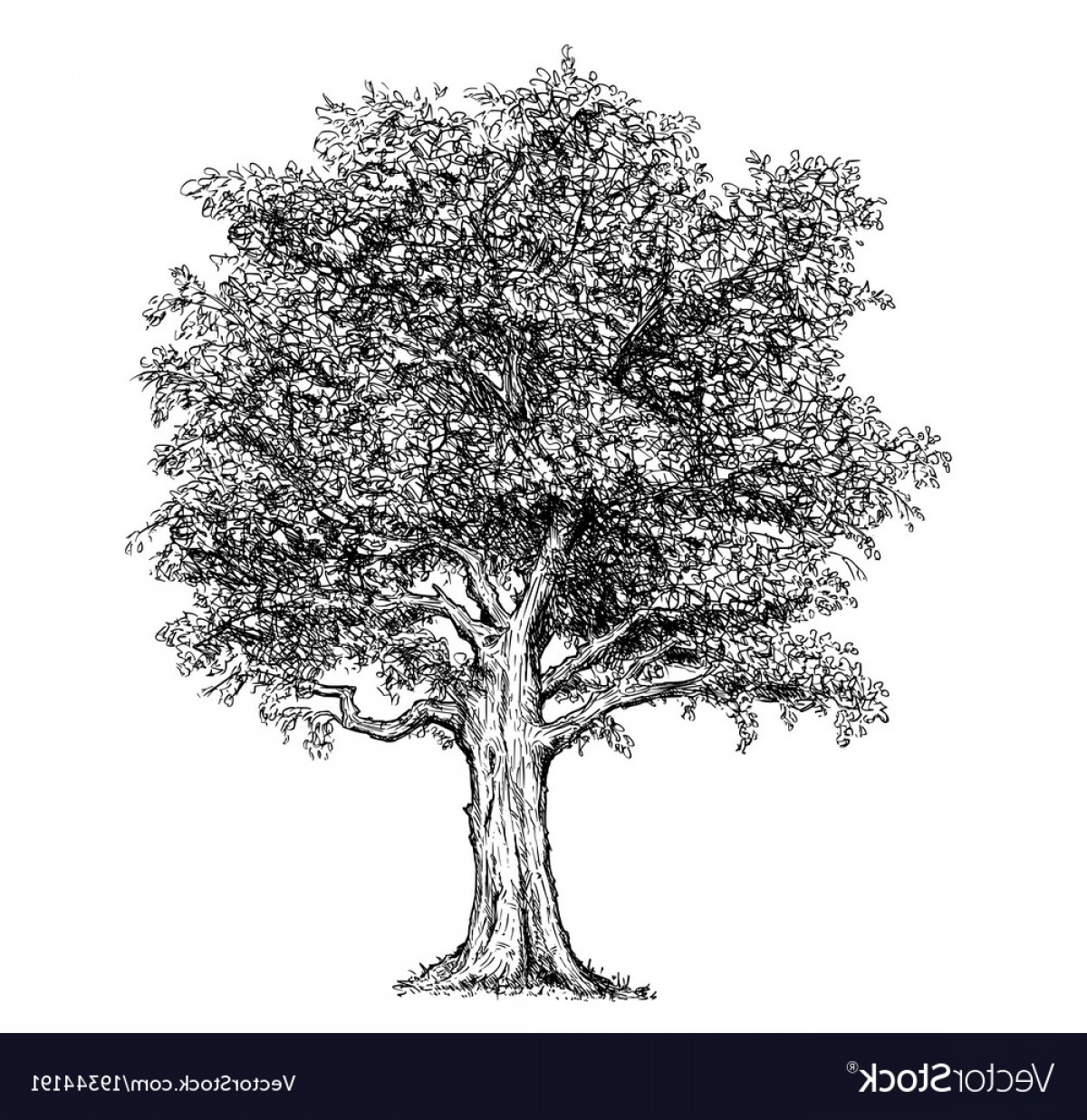 1200x1236 Hand Drawing Drawn Tree Vector Soidergi