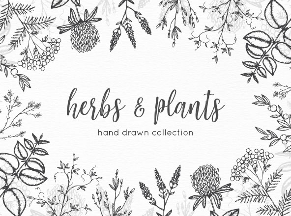 592x440 Hand Drawn Vector Graphic Herbs