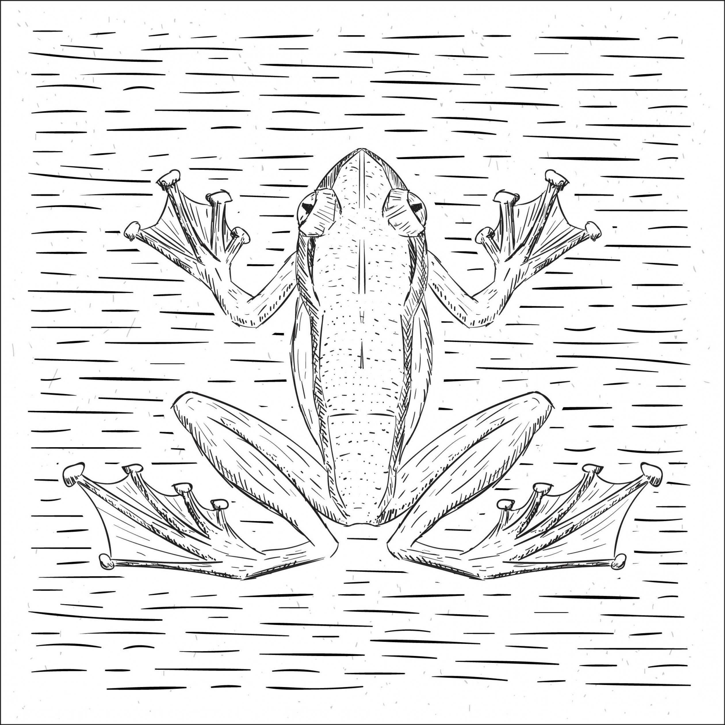 Free Hand Drawn Vector Frog Illustration Soidergi 2521x2521 Free Hand Drawn Vector Frog Illustration Soidergi