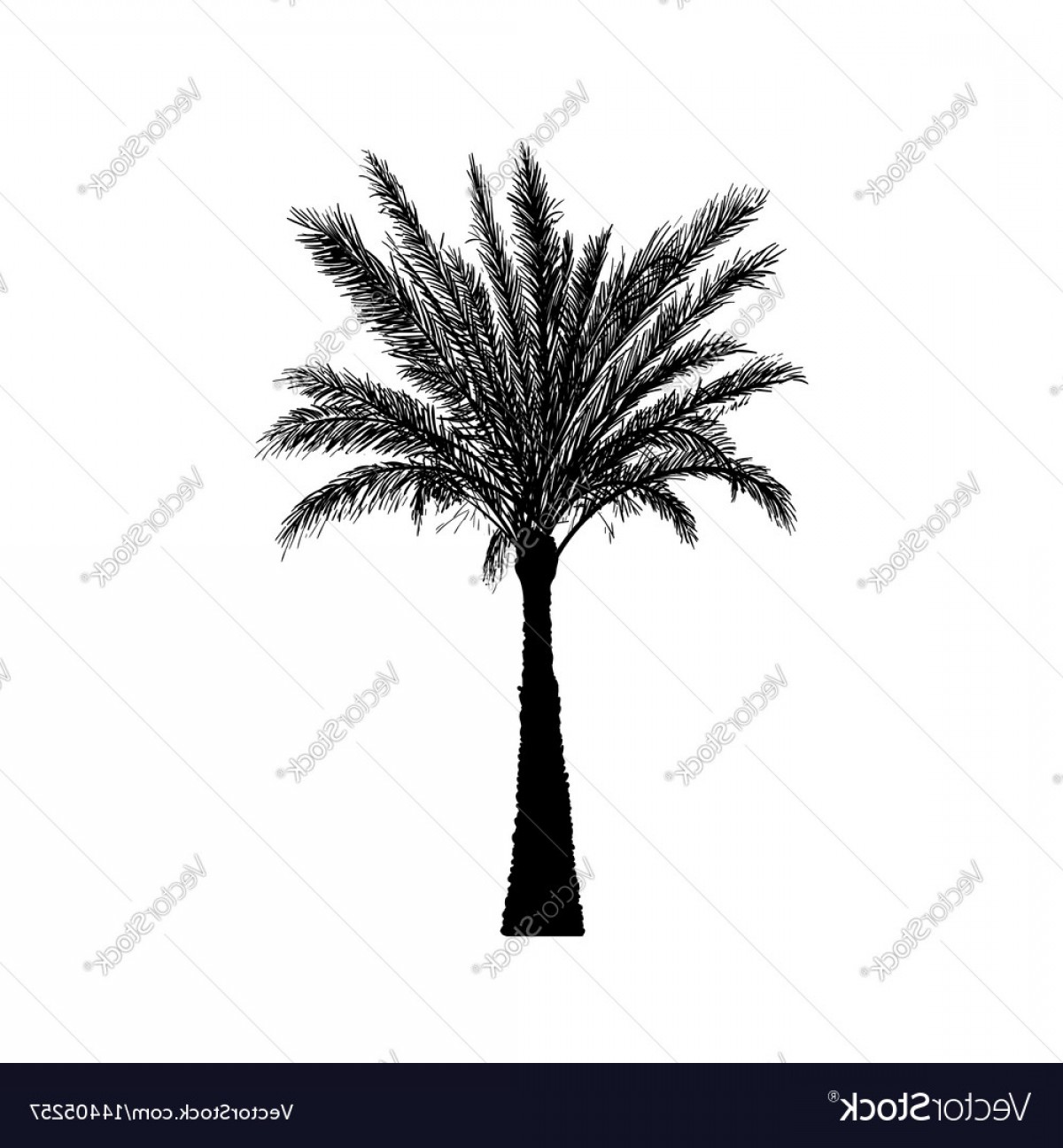 1200x1296 Sketch Palm Tree Hand Drawn Silhouette Date Palm Vector Soidergi
