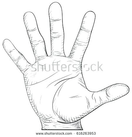 450x470 Palm Drawing