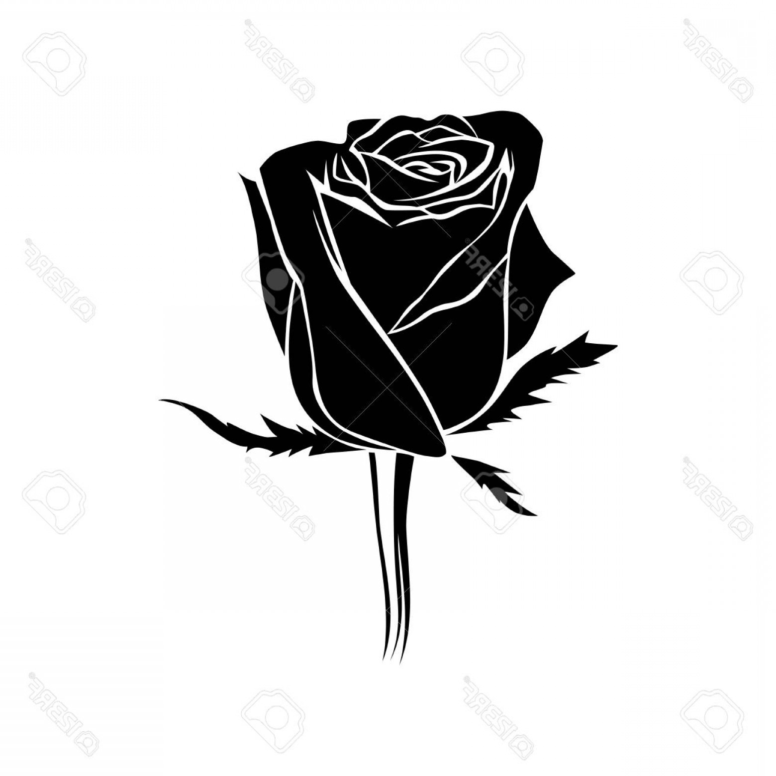 1560x1560 Rosebud Flower Vector Cqrecords