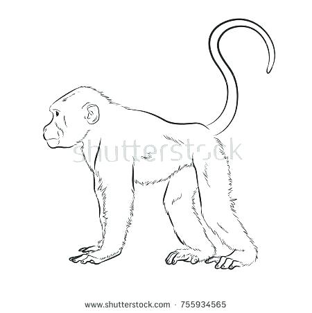 450x451 How To Draw A Hanging Monkey