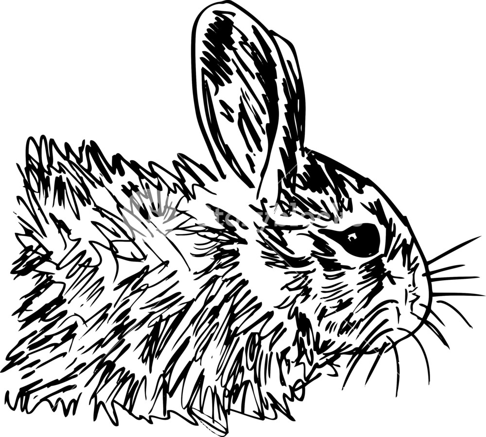 1000x901 Sketch Of Little Hare Vector Illustration Royalty Free Stock
