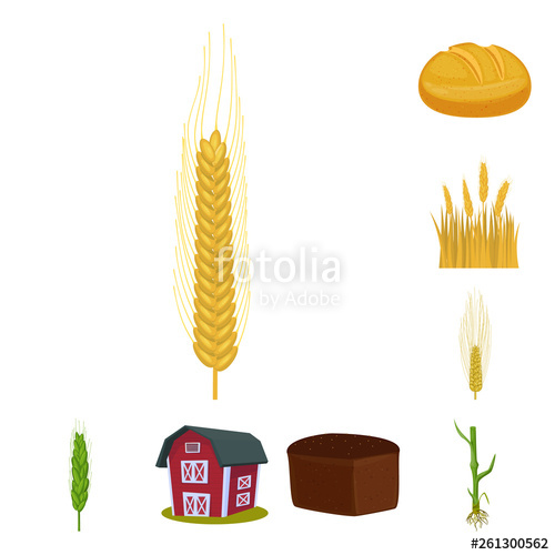 500x500 Isolated Object Of Wheat And Corn Symbol Set Of Wheat And Harvest