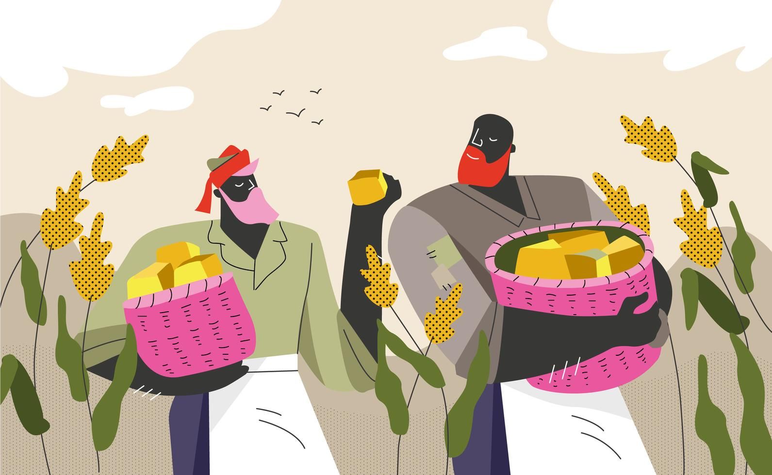 1591x980 Sorghum Farmer Harvest Vector Flat Illustration