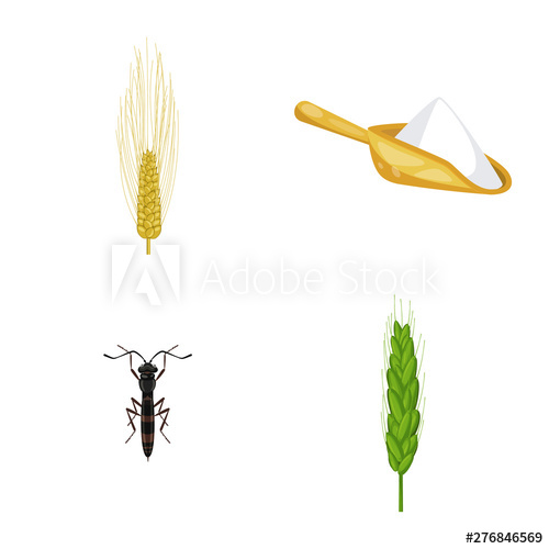500x500 Vector Illustration Of Wheat And Corn Symbol Set Of Wheat