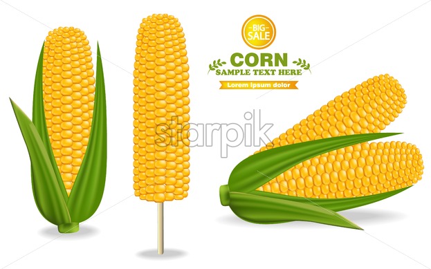 623x389 Corn Harvest Vector Detailed Illustration Label Design Decor